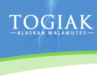 Togiak Alaskan Malamutes