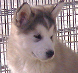 Togiak Alaskan Malamute Puppy