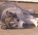 Togiak Alaskan Malamute Puppy