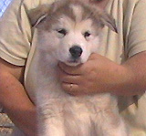 Togiak Alaskan Malamute Puppy