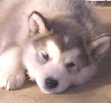 Togiak Alaskan Malamute Puppy