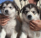 Togiak Alaskan Malamute Puppies