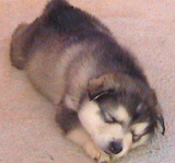 Togiak Alaskan Malamute Puppy